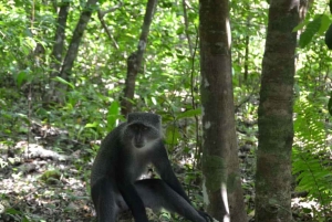 ZANZIBAR: tour della fattoria delle spezie, foresta di Jozani e Rock Restaurant