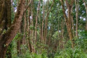 ZANZIBAR: tour della fattoria delle spezie, foresta di Jozani e Rock Restaurant