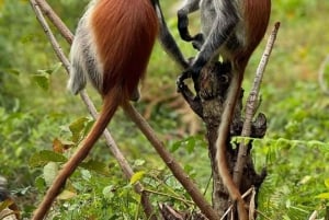 ZANZIBAR: Tour durch eine Gewürzfarm, Jozani-Wald und Salaam-Höhle