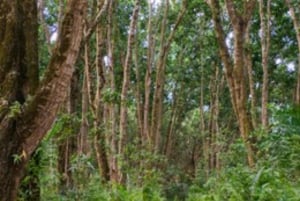 ZANZIBAR: Tour durch eine Gewürzfarm, Jozani-Wald und Salaam-Höhle