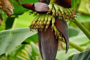 ザンジバル：スパイス農園ツアー、ココナッツ・クライミング、地元のランチをお楽しみください