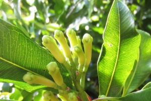 Zanzibar: Spice Farm Tour & Stone Town with Lunch