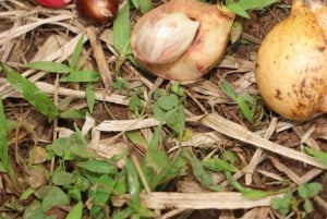 Zanzibar: Spice Farm Tour & Stone Town with Lunch