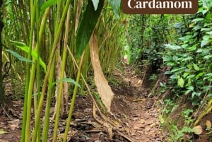 Zanzibar: Spice Farm Tour & Stone Town with Lunch