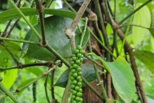 Zanzibar: Spice Farm Tour & Stone Town with Lunch