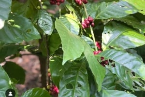 Zanzibar: Spice Farm Tour & Stone Town with Lunch