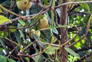 Zanzibar: Spice Farm Tour & Stone Town with Lunch