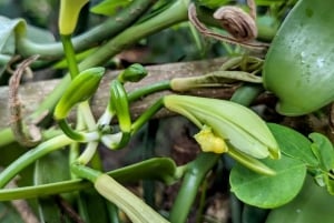 Zanzibar: Spice Farm Tour & Stone Town with Lunch