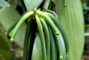 Zanzibar: Spice Farm Tour & Stone Town with Lunch