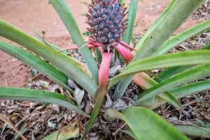 Zanzibar: Spice Farm Tour & Stone Town with Lunch