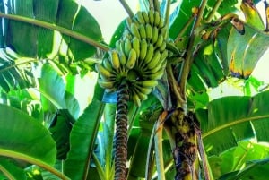 Zanzibar: Spice Farm Tour & Stone Town with Lunch