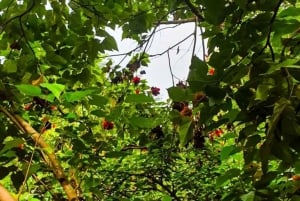 Zanzibar: Spice Farm Tour & Stone Town with Lunch