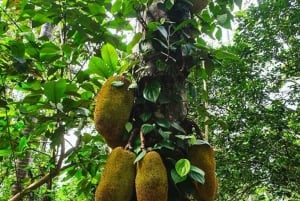 Zanzibar: Spice Farm Tour & Stone Town with Lunch