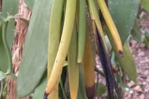 Zanzibar: Spice Farm Tour & Stone Town with Lunch