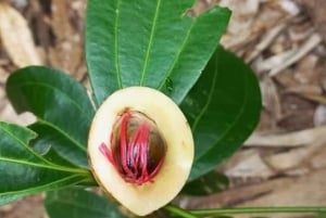 Zanzibar: Spice Farm Tour & Stone Town with Lunch