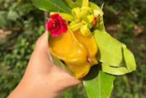 Zanzibar: Spice Farm, Jozani Forest & Butterfly Center Visit