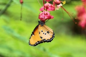 Zanzibar: Spice Farm, Jozani Forest & Butterfly Center Visit