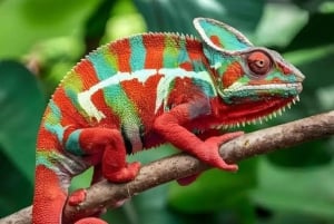 Zanzibar: Spice Farm, Jozani Forest & Butterfly Center Visit