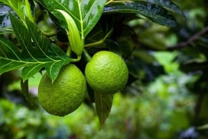 Zanzibar: Spice Farm Tour with Lunch & Tropical Fruits