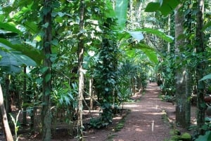 Zanzibar: Spice Farm Tour with Lunch & Tropical Fruits