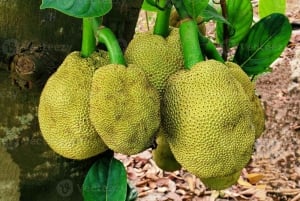 Zanzibar: Spice Farm Tour with Lunch & Tropical Fruits