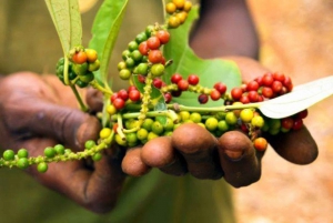 Zanzibar: Spice Farm Tour & Stone Town Adventure