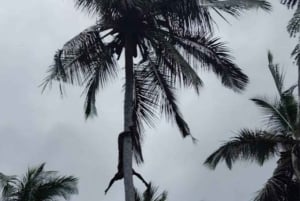 Zanzibar : visite d'une ferme d'épices avec cours de cuisine traditionnelle