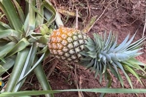 Zanzibar: Tur til krydderifarm med traditionel madlavningskursus