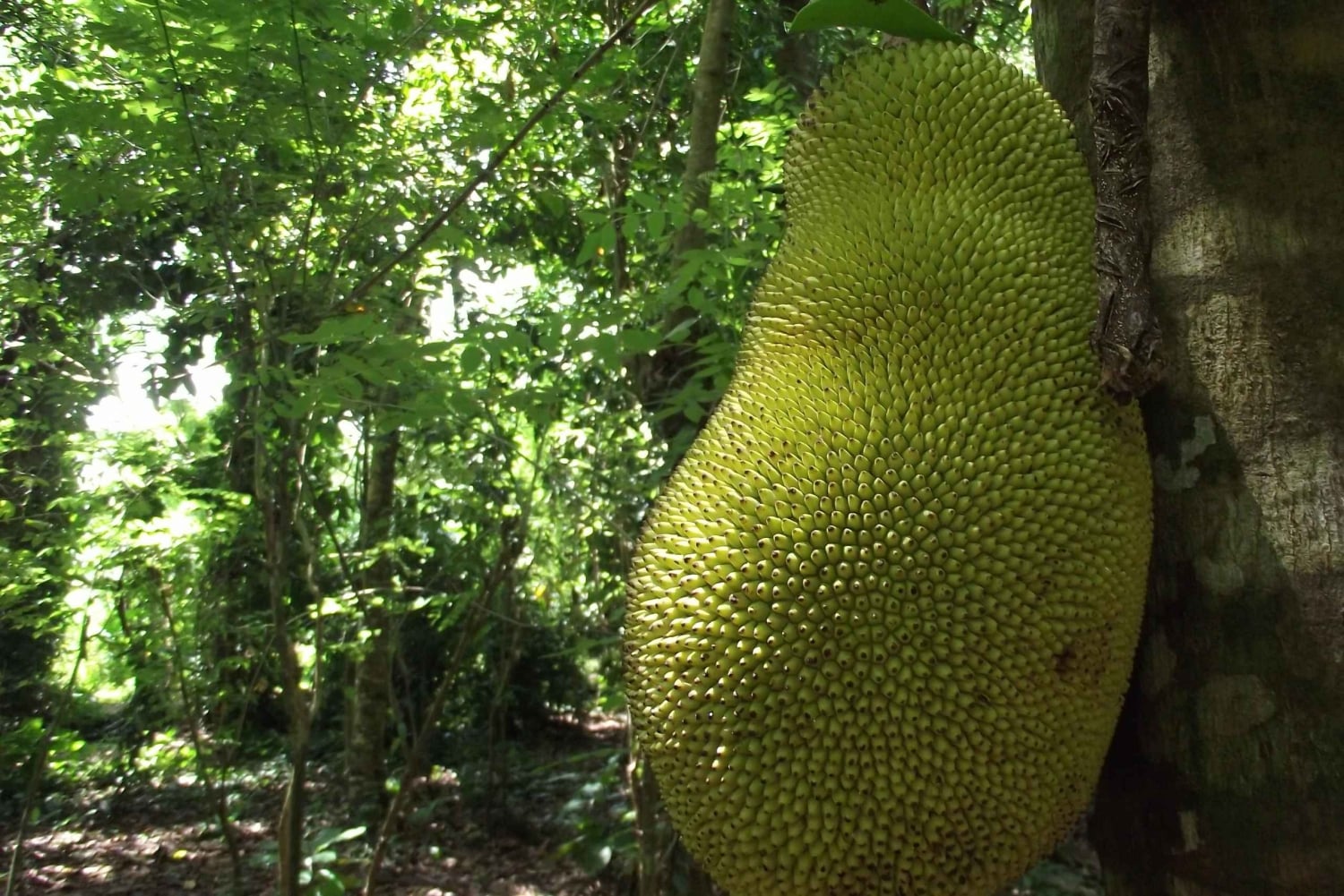 Zanzibar: wycieczka na farmę przypraw z lekcją tradycyjnego gotowania