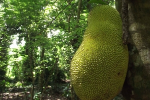 Zanzibar: wycieczka na farmę przypraw z lekcją tradycyjnego gotowania