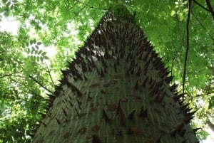 Zanzibar: wycieczka na farmę przypraw z lekcją tradycyjnego gotowania