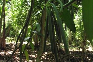 Zanzibar: wycieczka na farmę przypraw z lekcją tradycyjnego gotowania