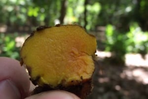 Zanzibar: wycieczka na farmę przypraw z lekcją tradycyjnego gotowania