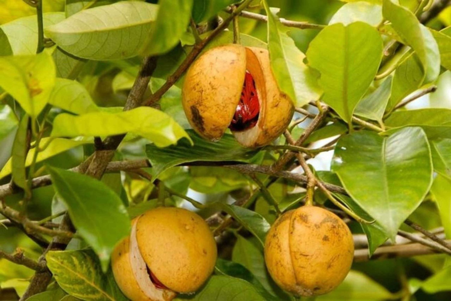 Omvisning på Zanzibars krydderfarm med tradisjonell swahili-lunsj