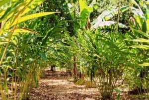 Omvisning på Zanzibars krydderfarm med tradisjonell swahili-lunsj