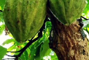 Omvisning på Zanzibars krydderfarm med tradisjonell swahili-lunsj