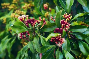 Экскурсия по ферме специй на Занзибаре с традиционным обедом