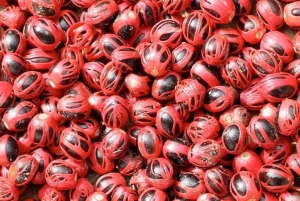 Экскурсия по ферме специй на Занзибаре с традиционным обедом