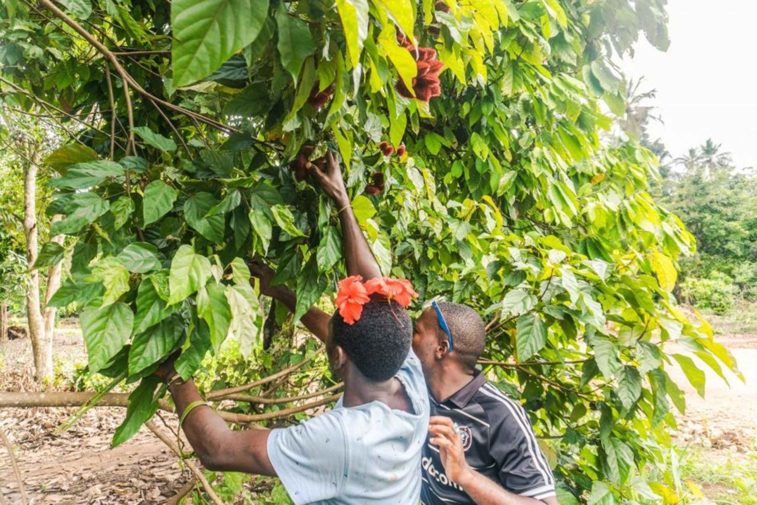 Zanzibar : visite d'une ferme d'épices avec dégustation de fruits de Zanzibar