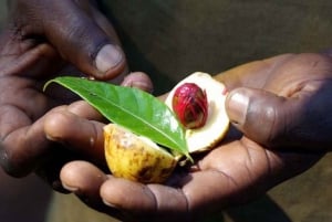 Zanzibar: Spice farm tour with Zanzibar fruits tasting