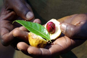 Zanzibar : visite d'une ferme d'épices avec dégustation de fruits de Zanzibar