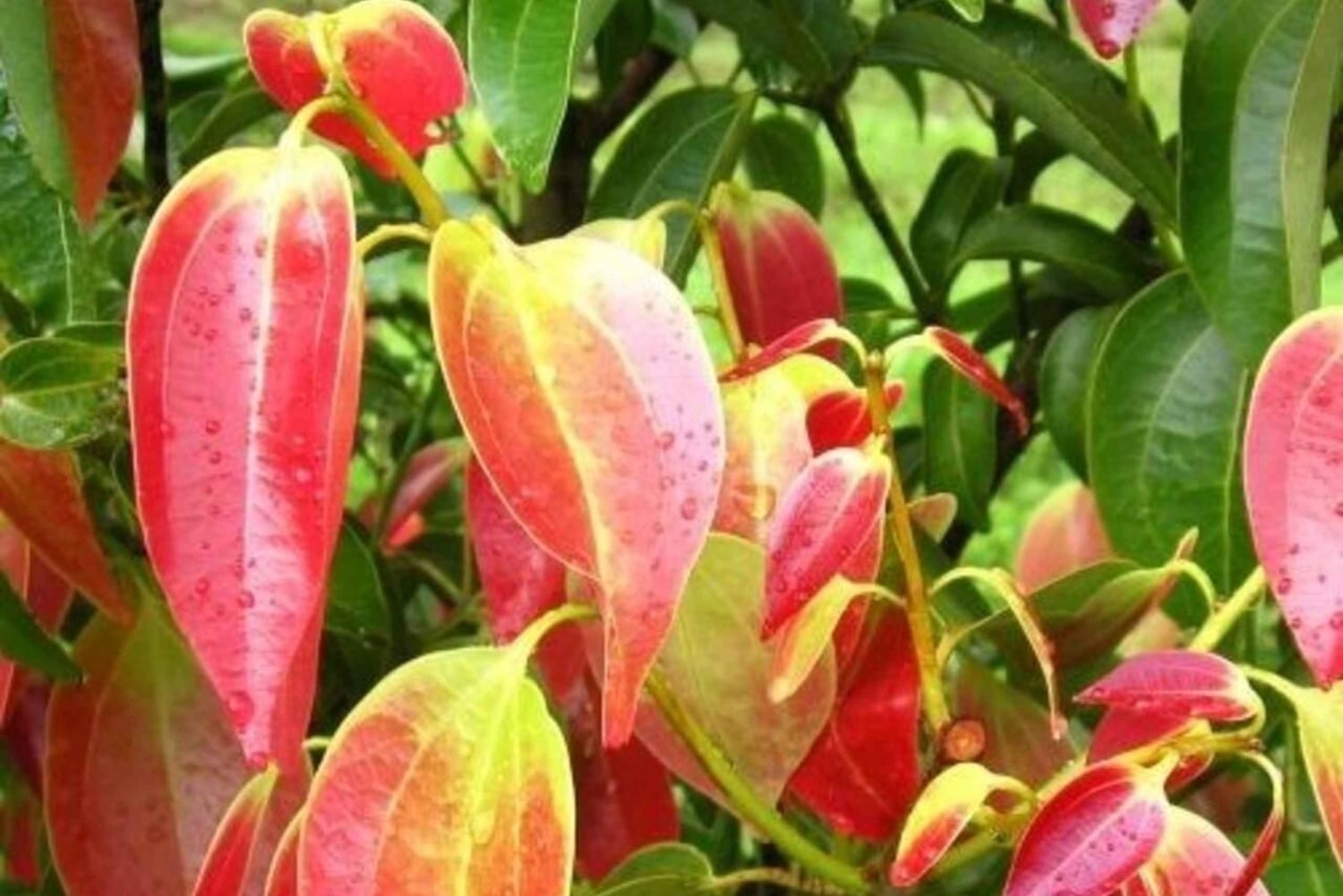 Zanzíbar: tour por una granja de especias