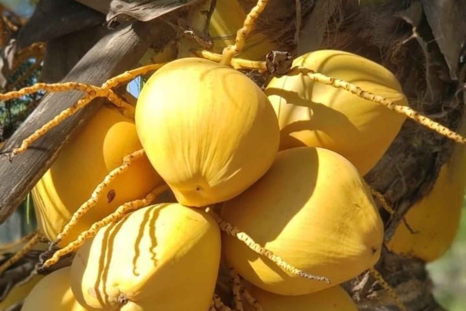 Zanzíbar: tour por una granja de especias