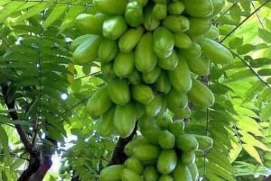 Zanzíbar: tour por una granja de especias