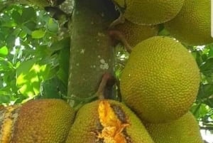 Zanzíbar: tour por una granja de especias