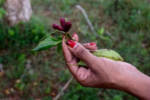 Zanzibar: Spice Farm Tour