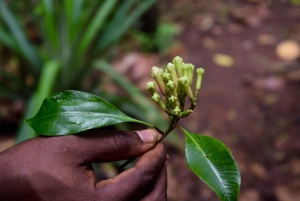 Zanzibar: Spice Farm Tour