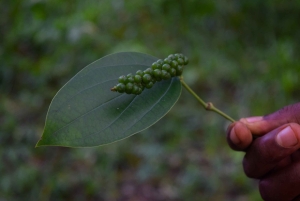 Zanzibar: Spice Farm Tour