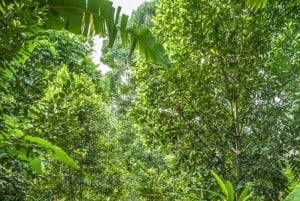 Zanzibar Spice Farm & Traditional Cooking glass Privat tur