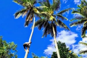 Zanzibar : visite d'une ferme d'épices et visite à pied de Stone Town